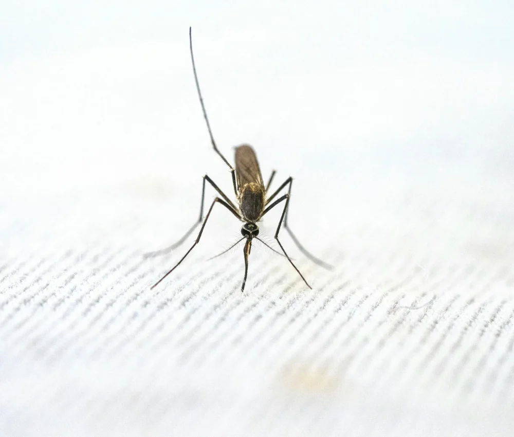 Malaria Travel Service at Beaconsfield Pharmacy Walthamstow London